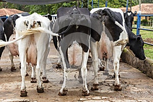 Butts with udders of a herd of cows side by side photo