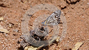 Buttterfly on a flower