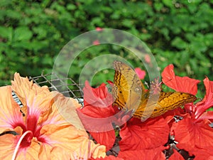 Buttterfly and Flowers