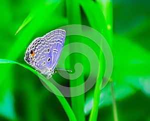 Buttterfly sitting on a grass leaf