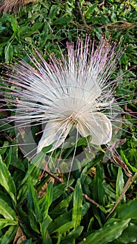 Butun or Barringtonia asiatica is a type of tree that grows on the coasts of the tropics