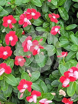 Butyfull natural flower and tree 2