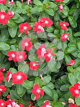 Butyfull natural flower and tree