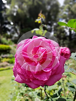 The butyfull roos flower in sri lanka