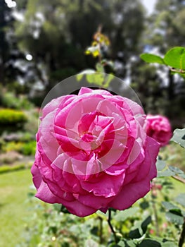 The butyfull roos flower in sri lanka photo