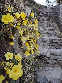 Butyfull Yellow flowers