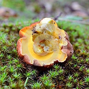 Butyriboletus appendiculatus mushroom