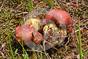 Butyriboletus regius mushroom