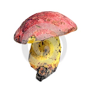 Butyriboletus regius mushroom photo