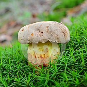 Butyriboletus subappendiculatus mushroom