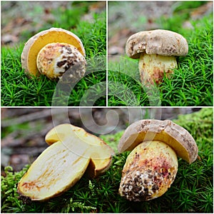 Butyriboletus subappendiculatus mushroom