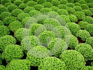 Buxus