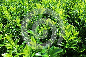 Buxus green background