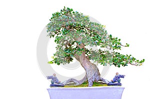 Buxus microphylla also known as the japanese bonsai plant