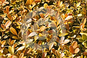 Buxus Microphylla in its winter colour