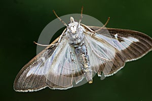 The buxus moth originates in East Asia, Japan, China and South Korea but now also occurs in Europe