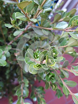 Buxus is an ornamental plant widespread in Europe with which topiary art is made.