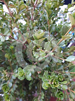 Buxus is an ornamental plant widespread in Europe with which topiary art is made.