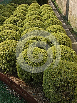 Buxus pruned into a ball