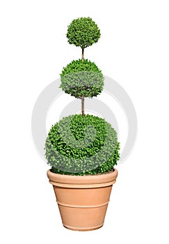Buxus pruned into a ball in a pot