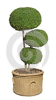 Buxus pruned into a ball in a pot