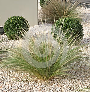 buxus pruned into a ball and stipa tenuissima grasses