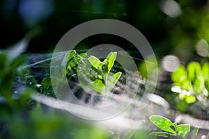 Buxus sempervirens bush - macro details with spiderweb