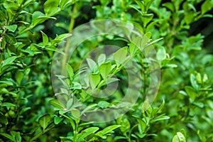 Buxus sempervirens