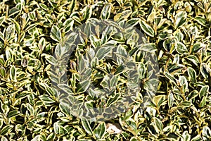 Buxus Sempervirens `Marginata` in its winter colour