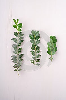 Buxus sempervirens texture green leaf leaves three branches white wooden background copy space template top view overhead backgrou