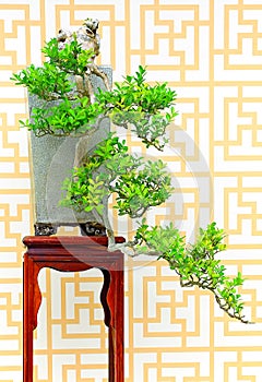 Buxus sinica bonsai plant