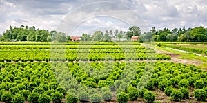 Buxus tree nursery in a rural area