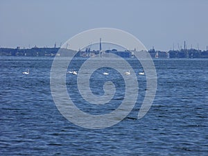 Buy GdaÅ„ska, Swans, Shipyards, Baltic Sea