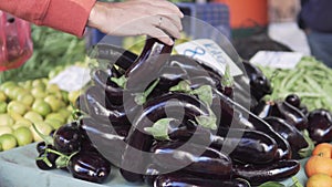 The buyer chooses farm eggplants at the vegetable market