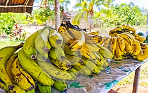 Buying bananas and plantains at the Mexican market Mexico photo
