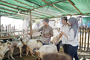Buying goat or sheep for eid adha qurban