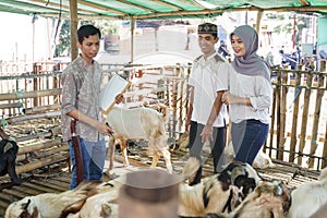 Buying goat or sheep for eid adha qurban photo