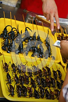 Buying scorpions