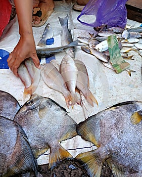 Buying and selling fish transactions