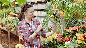 Before buying, woman examines yellow flower of begonia at flowers market