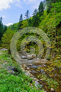 Buynovo River Gorge landscape, Rhodope Mountains