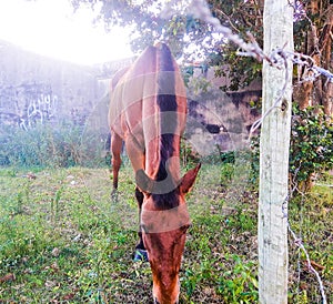 Buzios - cavalo em terreno vazio em Geribá