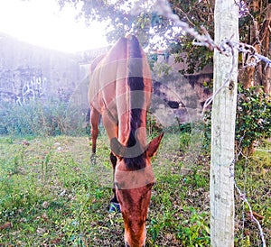 Buzios - cavalo em terreno vazio em GeribÃ¡ photo