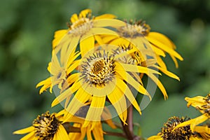 Buzulnik dentate variety Desdemona yellow flowers with long petals Ligularia dentata Desdemona. Decorative perennials of the aster