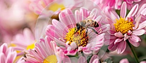 The Buzz of Pollination: A Bee's Dance with Wildflowers