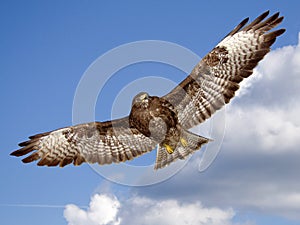 Buzzard