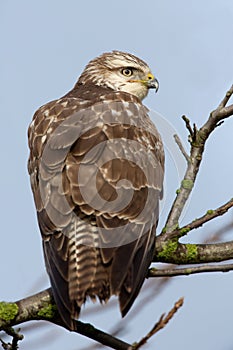 Buzzard