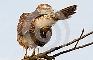 Buzzard