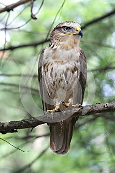 Buzzard.