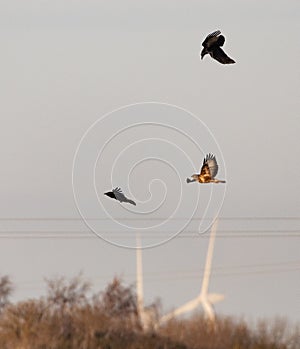 Buzzard being mobbed by two Jackdaws